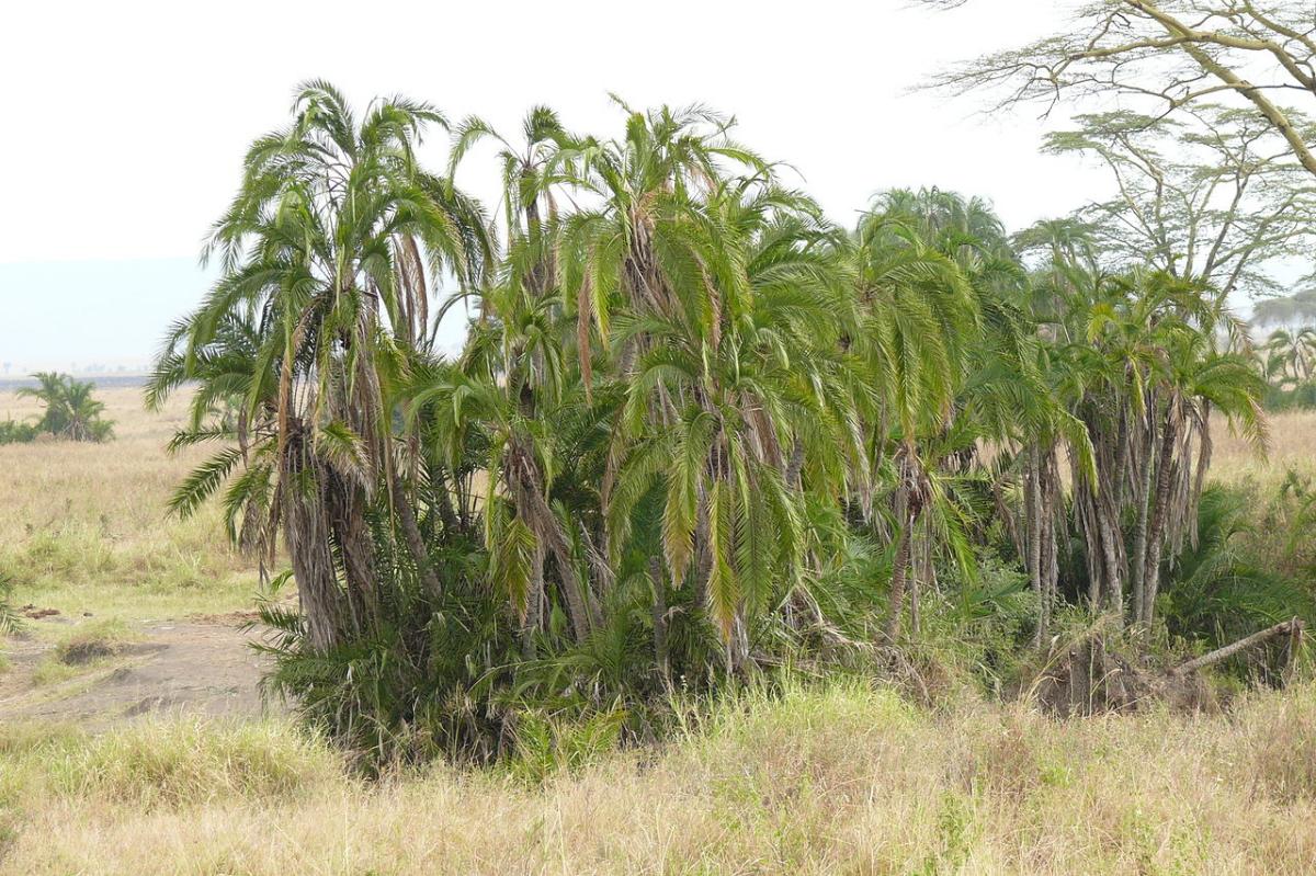 Phoenix reclinata er et palmer med flere stammer