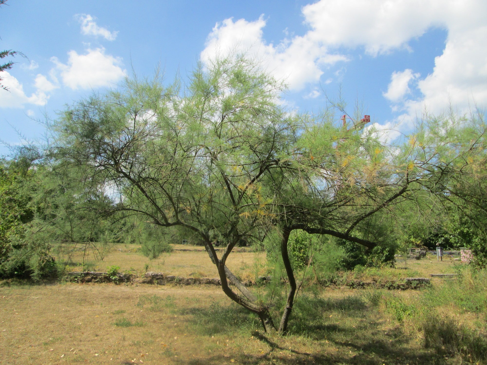 Tamarix gallica er et lite tre som vokser i sandjord