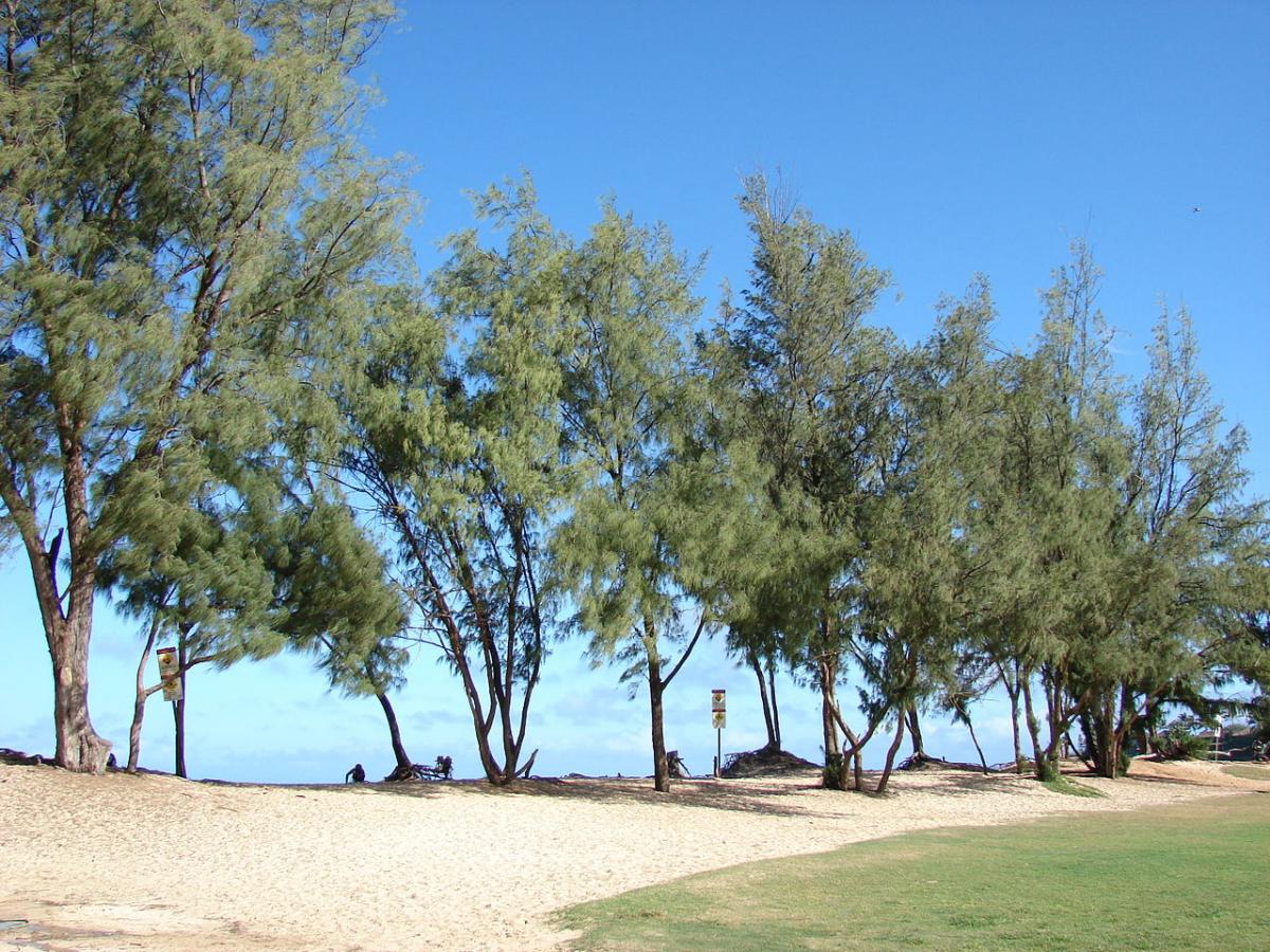 Casuarina equisetifolia er et tre som kan vokse i sandjord