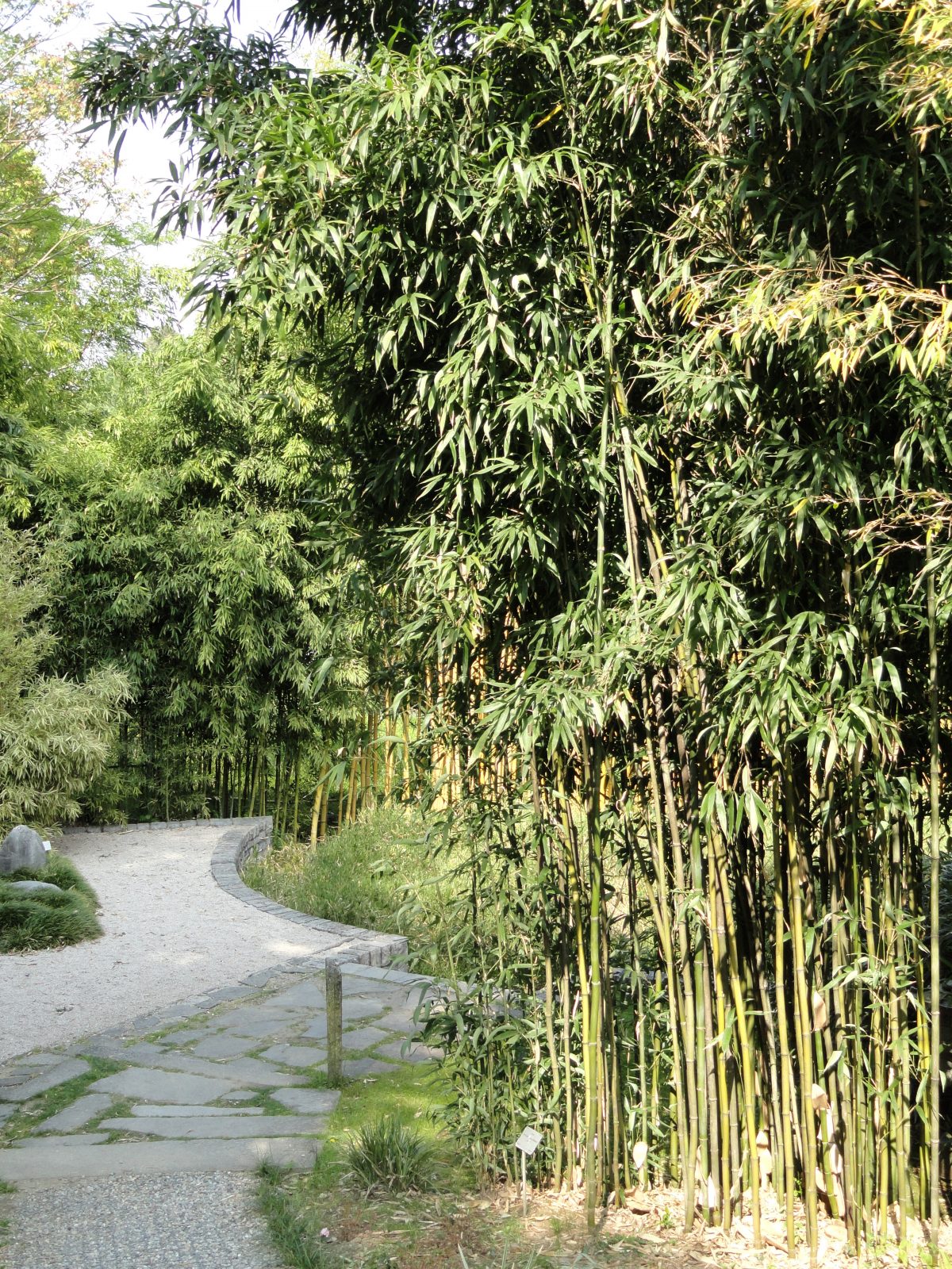 Semiarundinaria fastuosa, un bambú invasivo muy utilizado como cortavientos