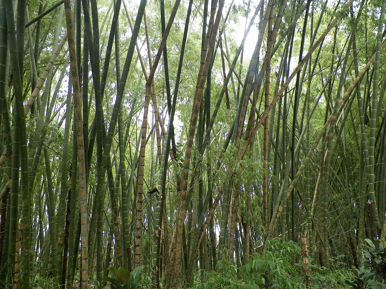 Guadua angustifolia, uno de los pocos bambúes invasivos con rizoma paquimorfo.