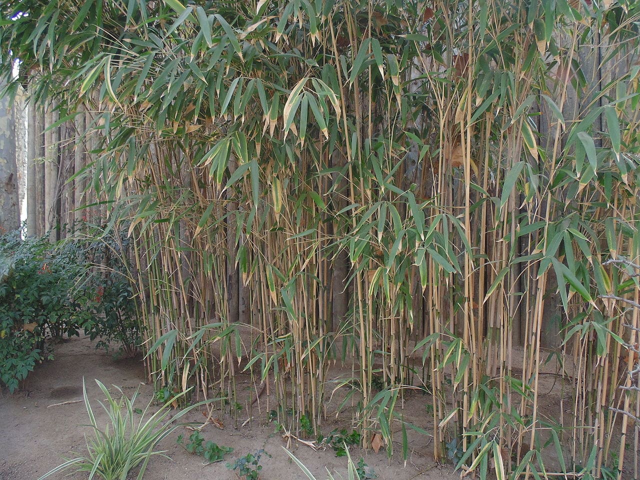 Pseudosasa japonica, un bambú invasivo de hojas grandes