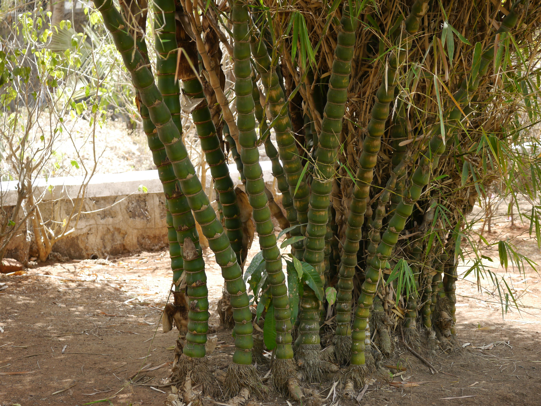 Bambusa ventricosa, un bambú tropical muy llamativo