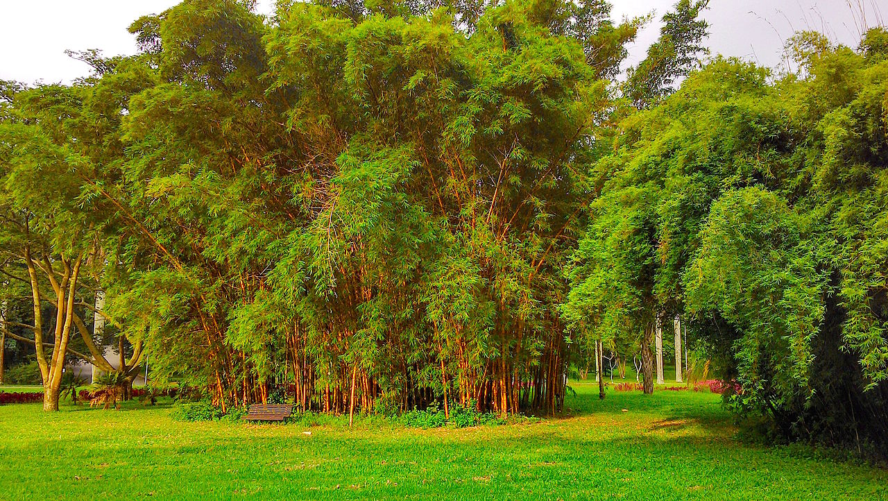 Bambusa vulgaris er en raskt voksende bambus