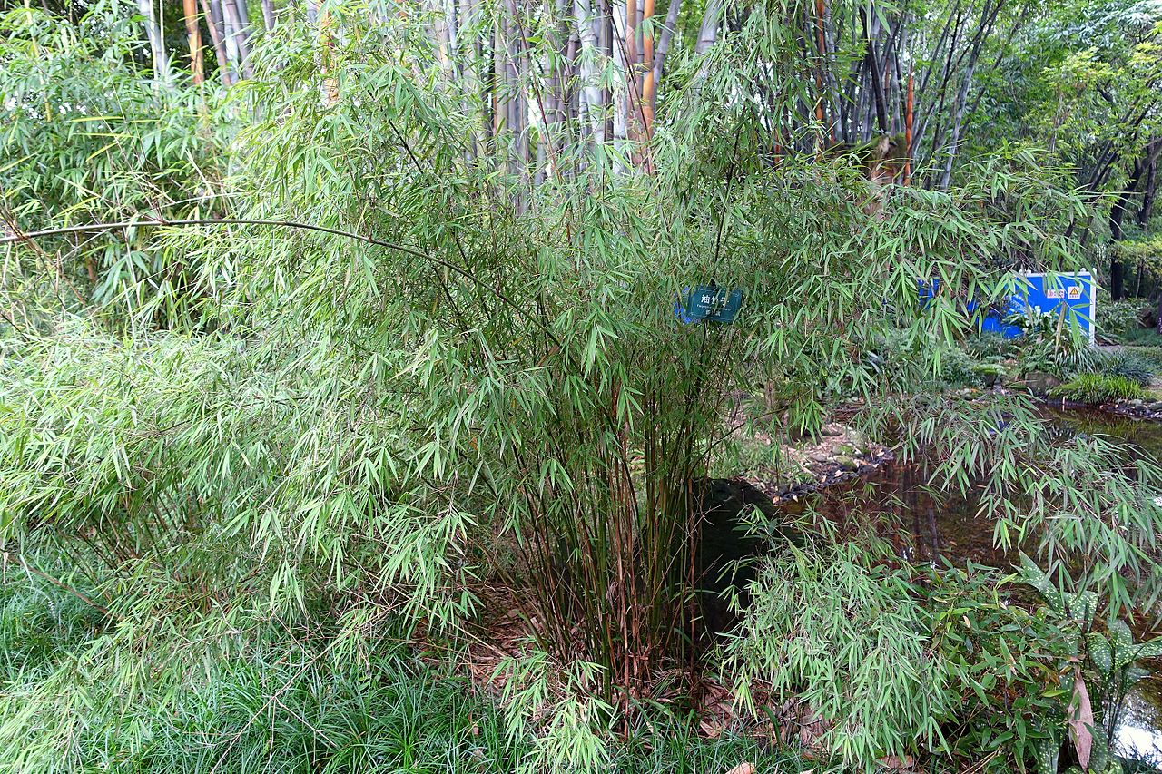 Fargesia un bambú nada invasivo