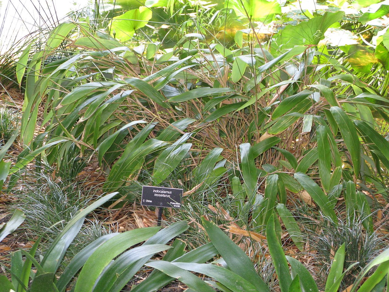 Indocalamus tessellatus, el bambú no tropical de hojas más grandes.