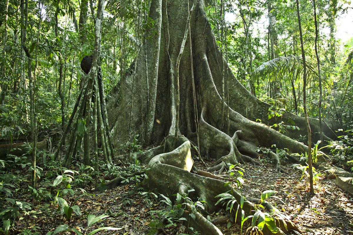 tropisk skog