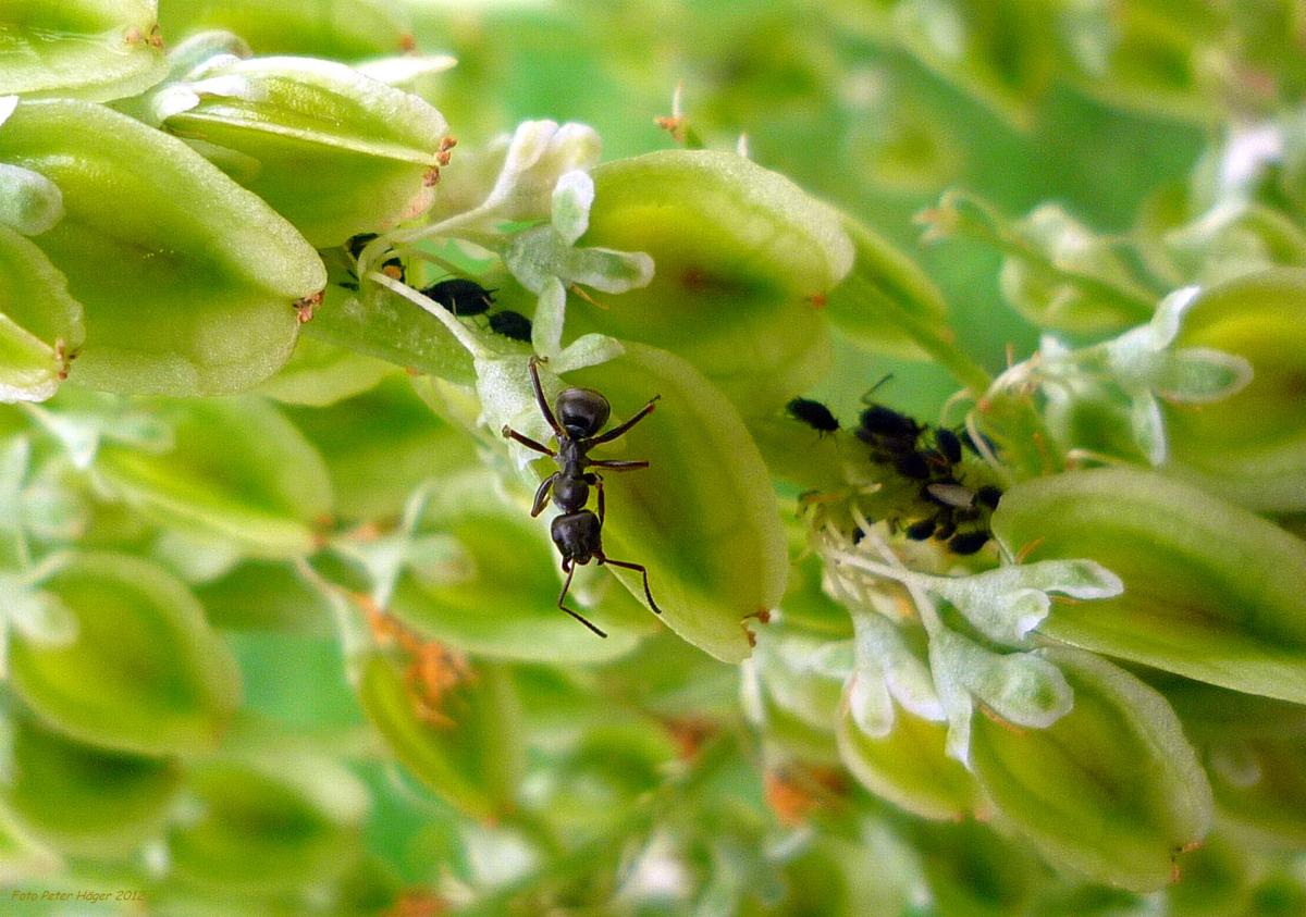 Maur pollinerer blomster