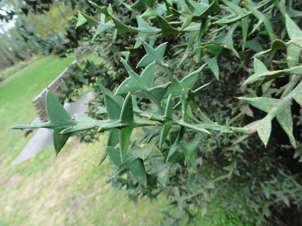 Colletia paradoxa, una planta xerófila sin hojas con los tallos aplanados.