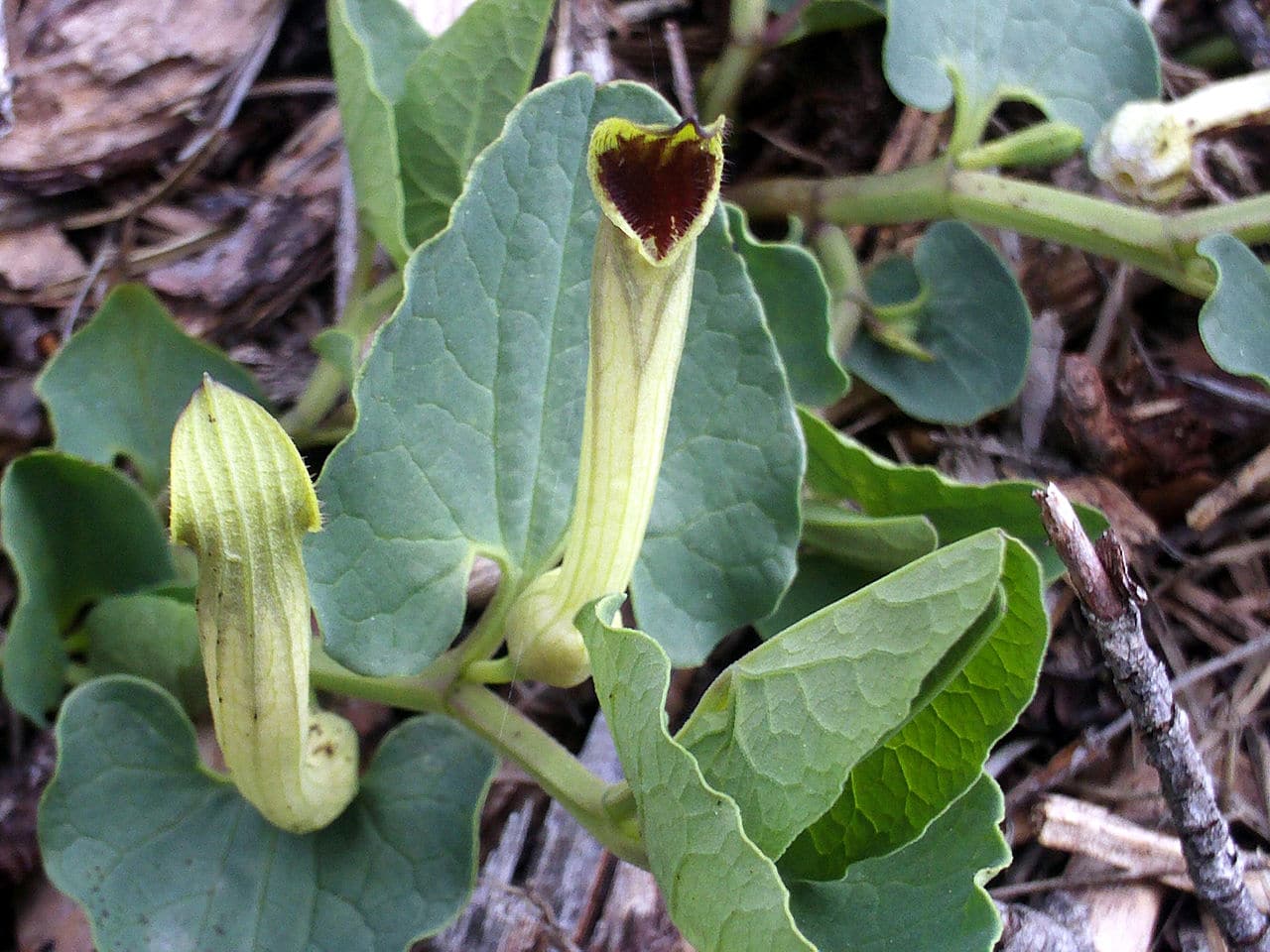 Utsikt over Aristolochia paucinervis
