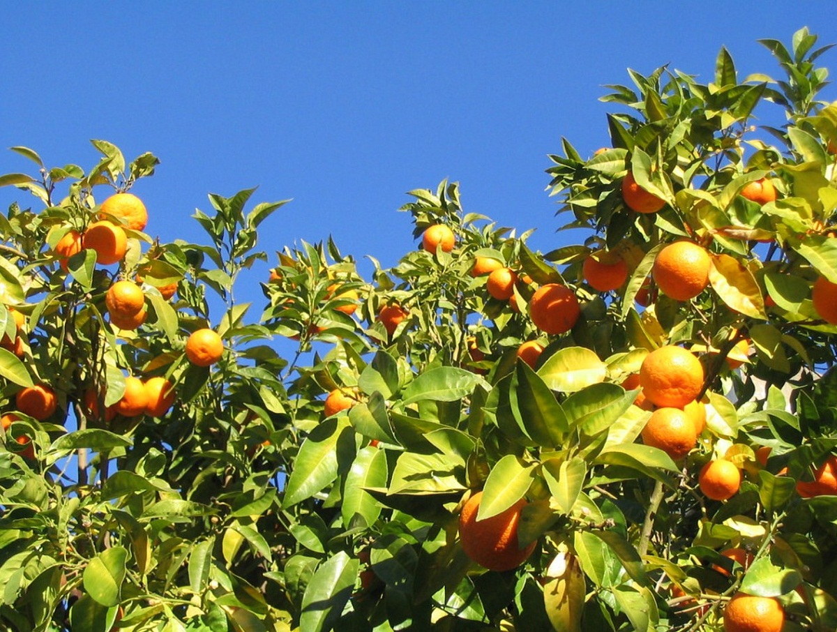 Appelsintreet er et tre som bærer mange frukter