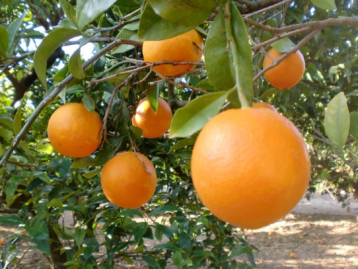 Appelsiner plukkes når de når voksenstørrelsen