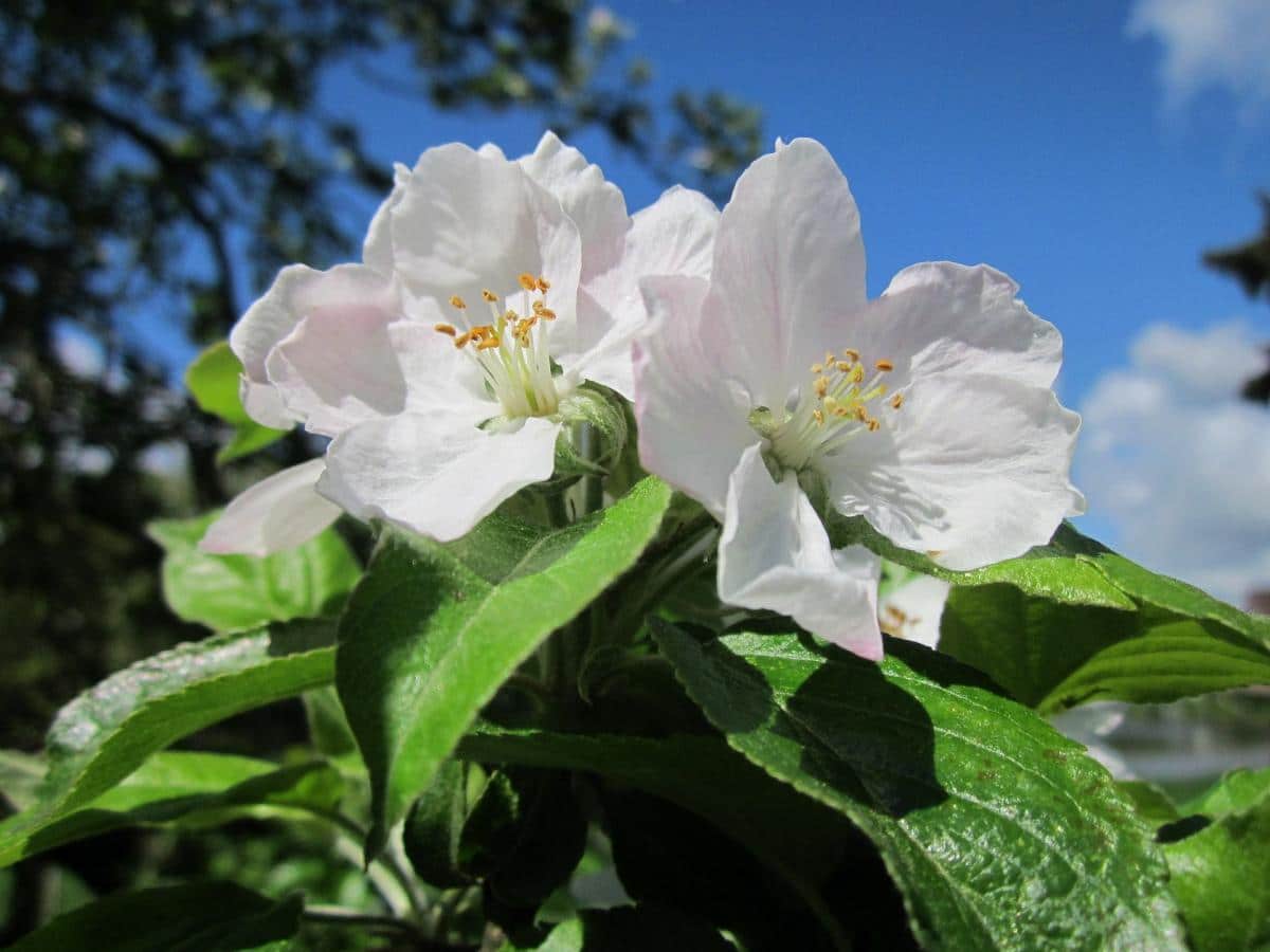 Blomstene på epletreet er hvite