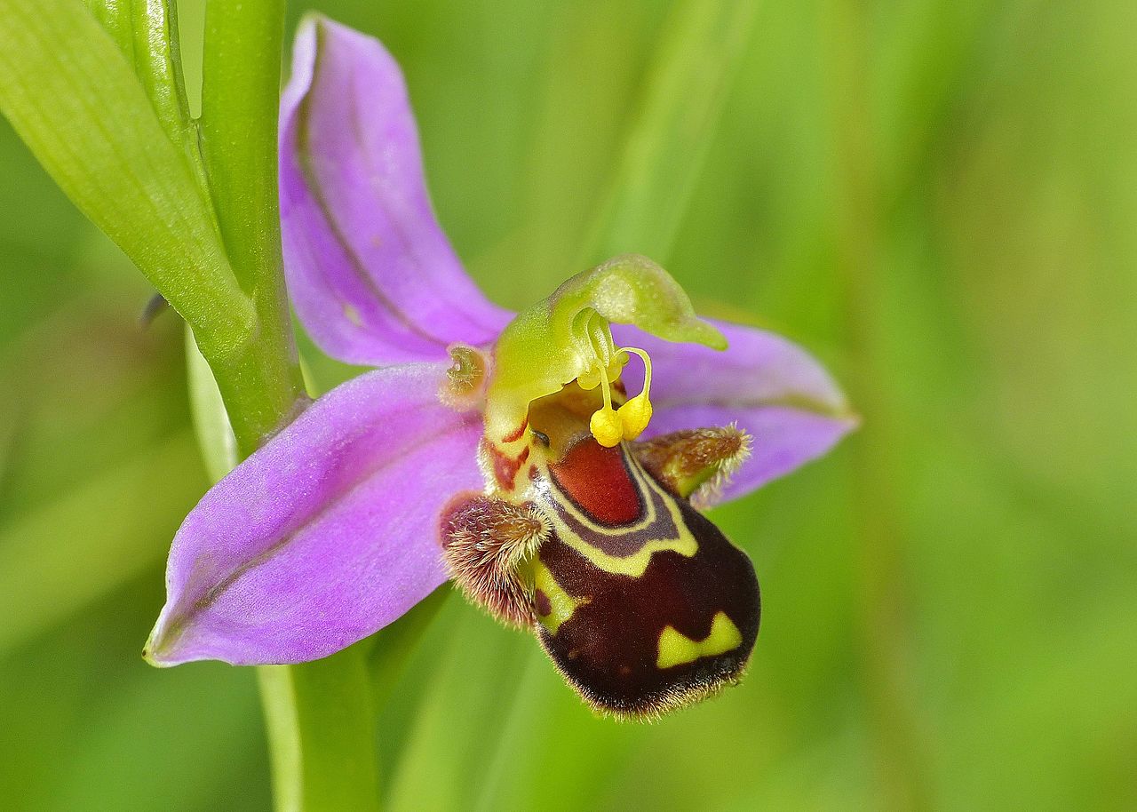 Bi orkide tiltrekker hannbier