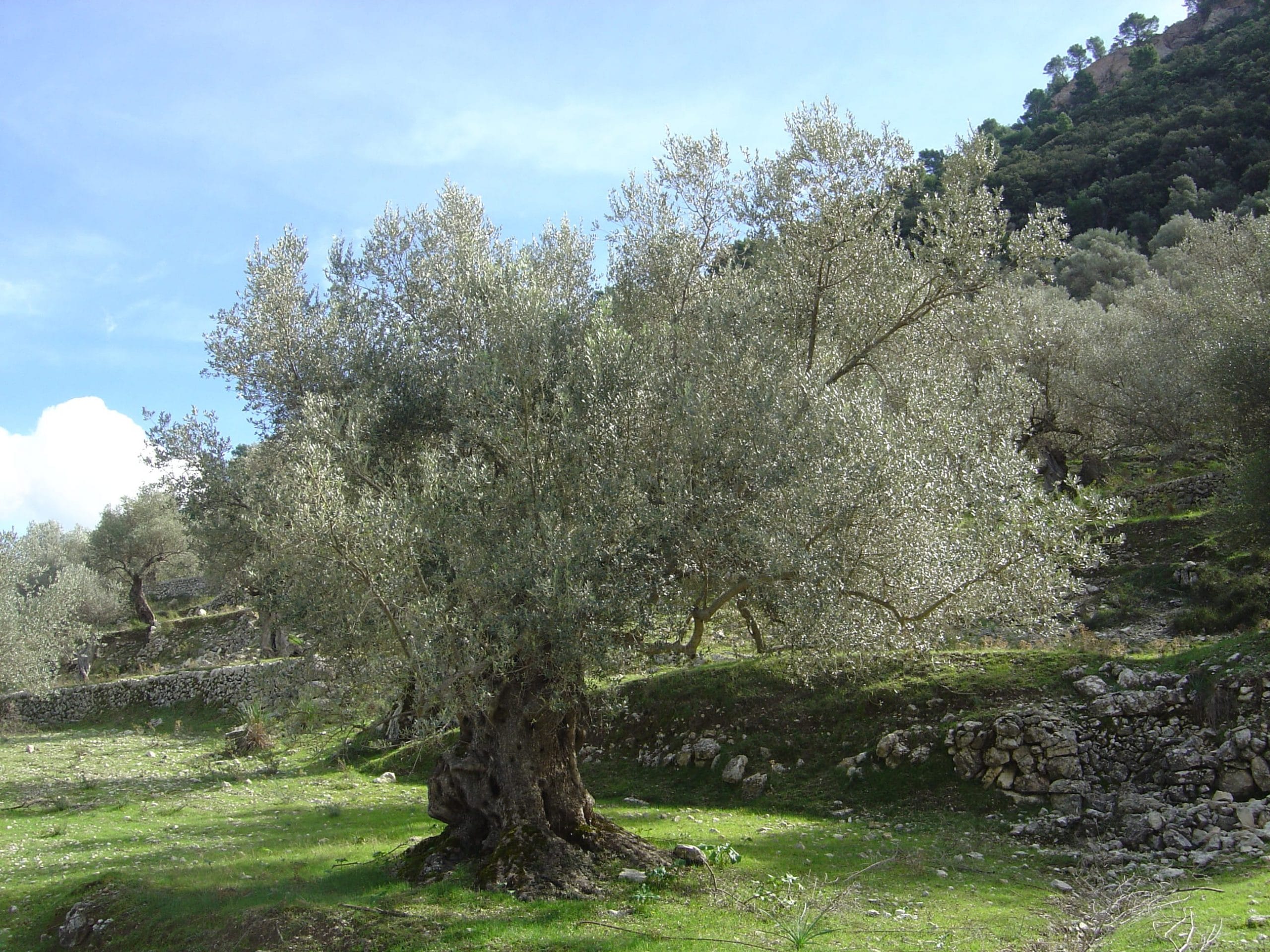 Olea europaea, kjent som oliventre
