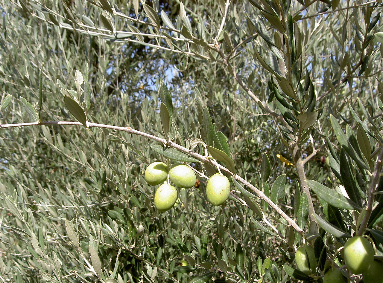 Detaljblader og frukt av Olea europaea