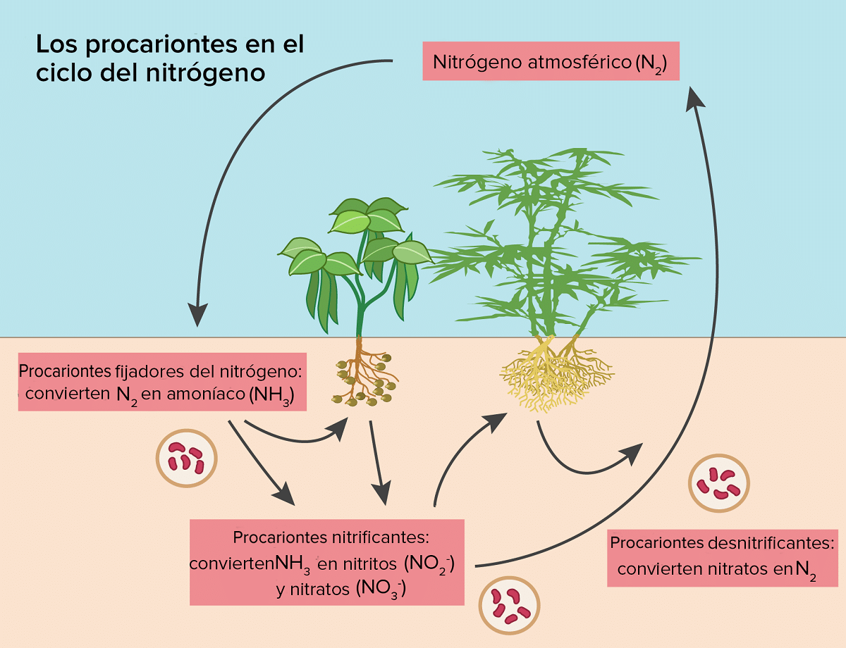 planter og nitrogensyklus