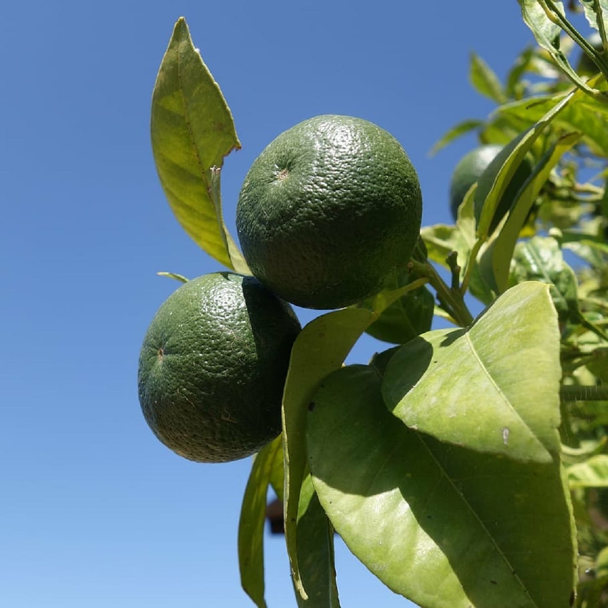 Lime er et frukttre med forskjellige bruksområder