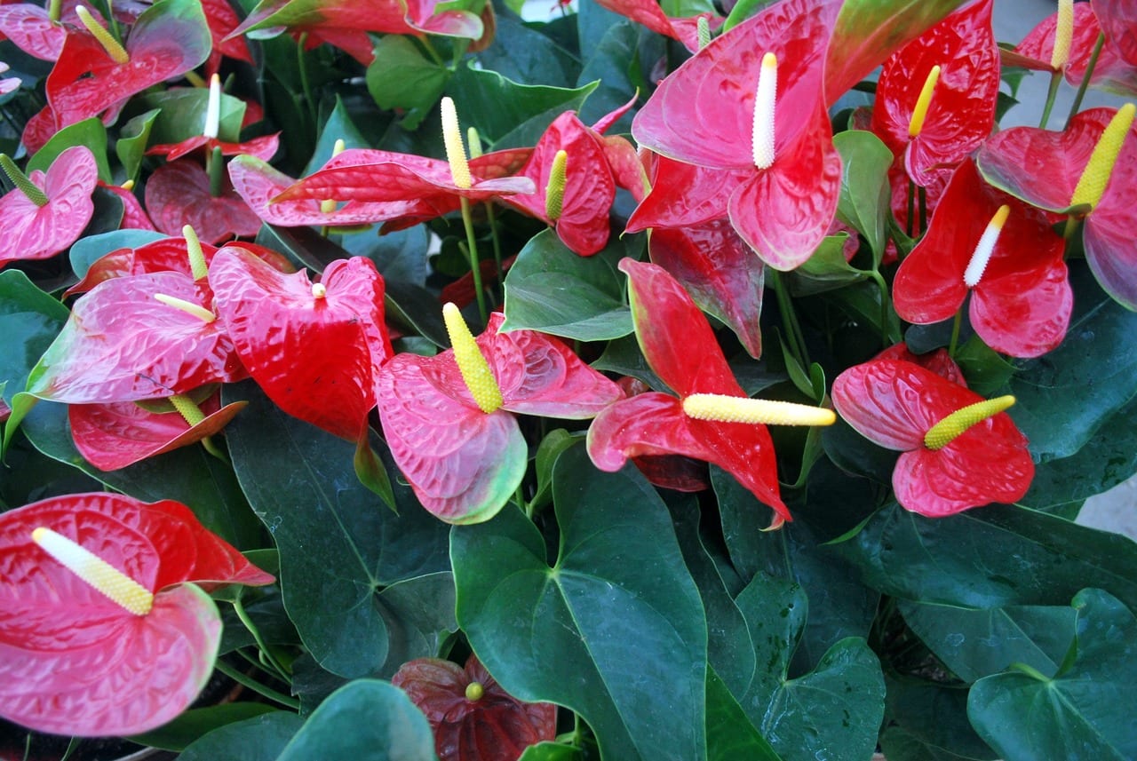 Anthurium, una Araceae para climas tropicales
