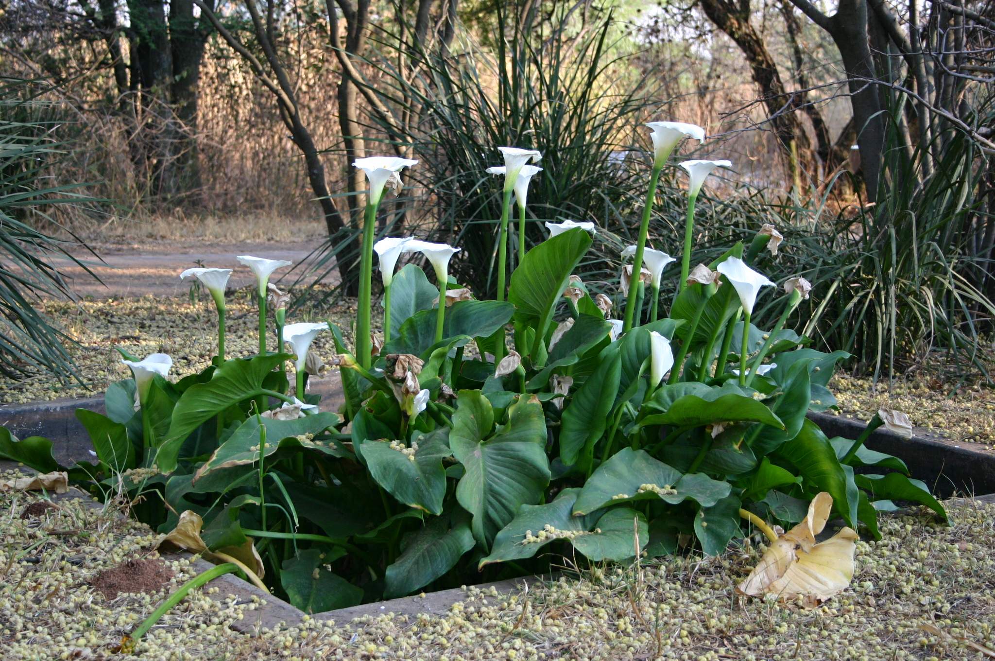 Calas en jardín, una de las plantas de la familia Araceae más utilizadas por su aspecto y resistencia al frío.
