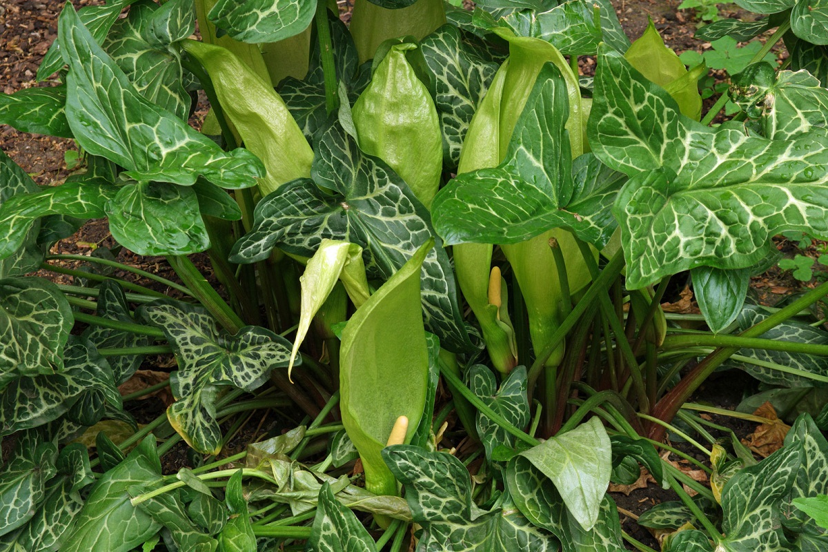 Arum italicum, una Araceae resistente al frío de fácil cuidados