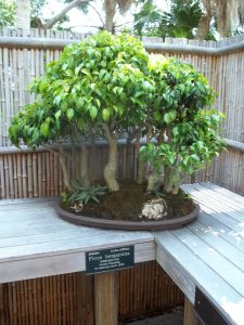 Ficus benjamina kan brukes som bonsai