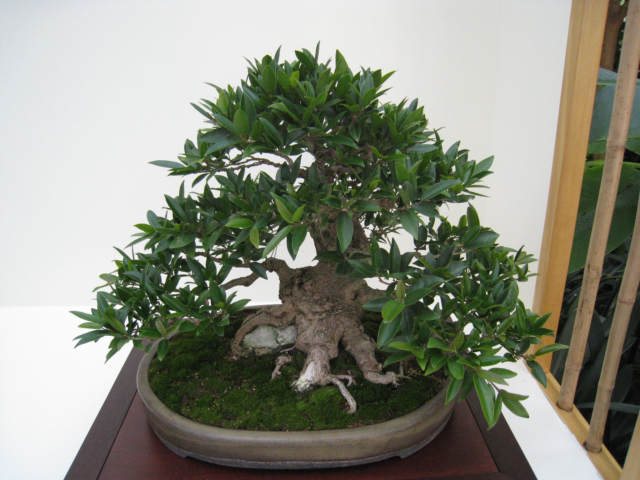Ficus benjamina bonsai i en utstilling
