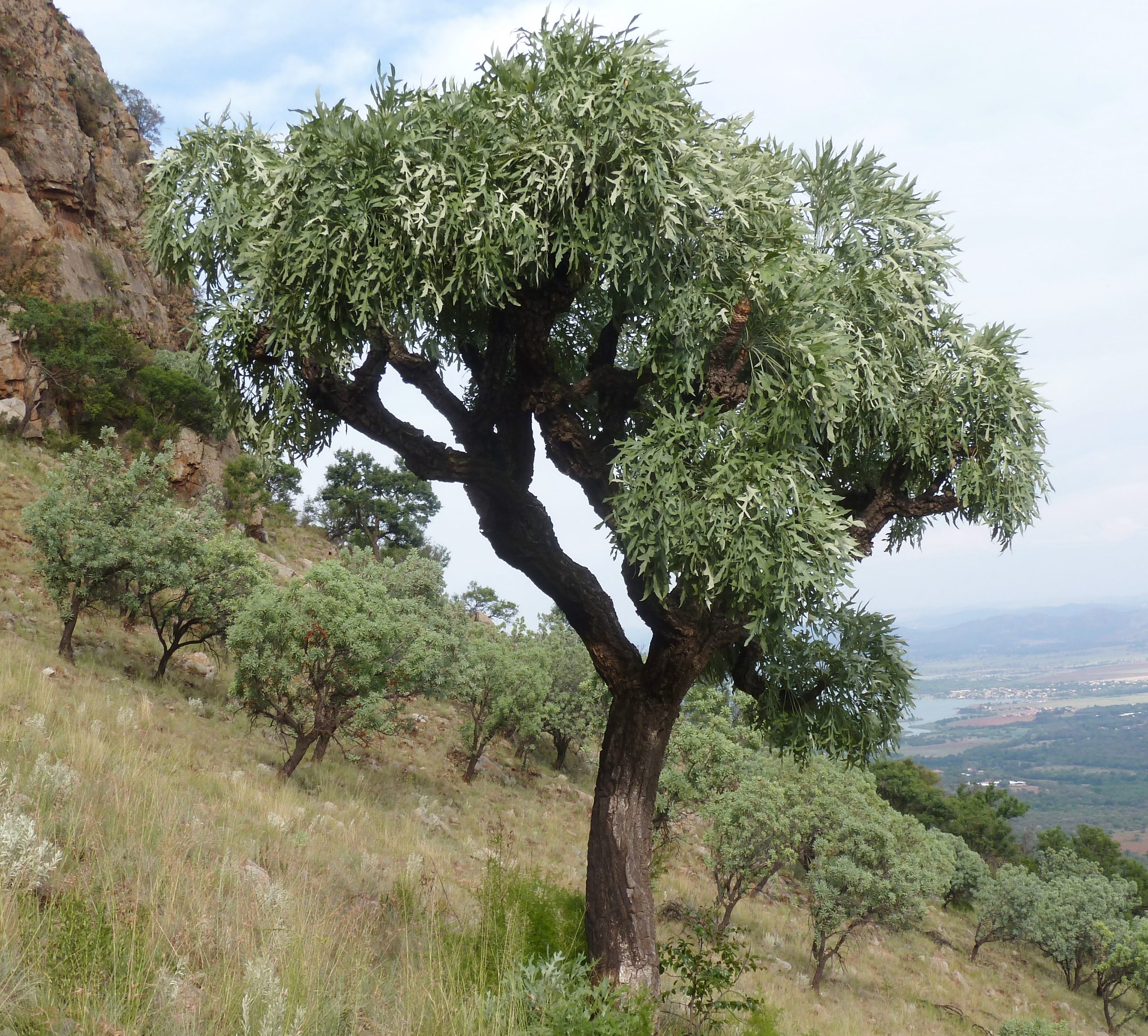 Cussonia paniculata en hábitat, una de las Araliaceae más resistentes a la sequía.