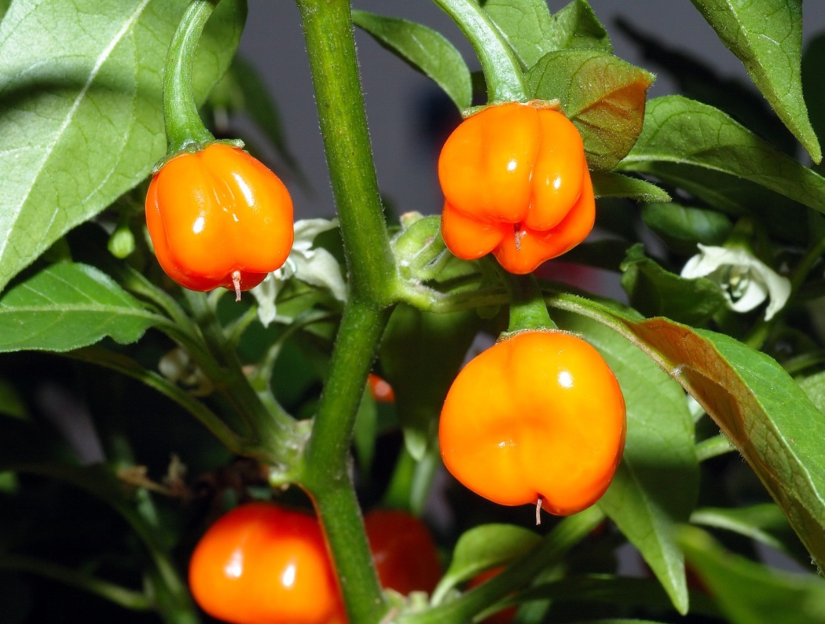 habanero pepper gren med frukt
