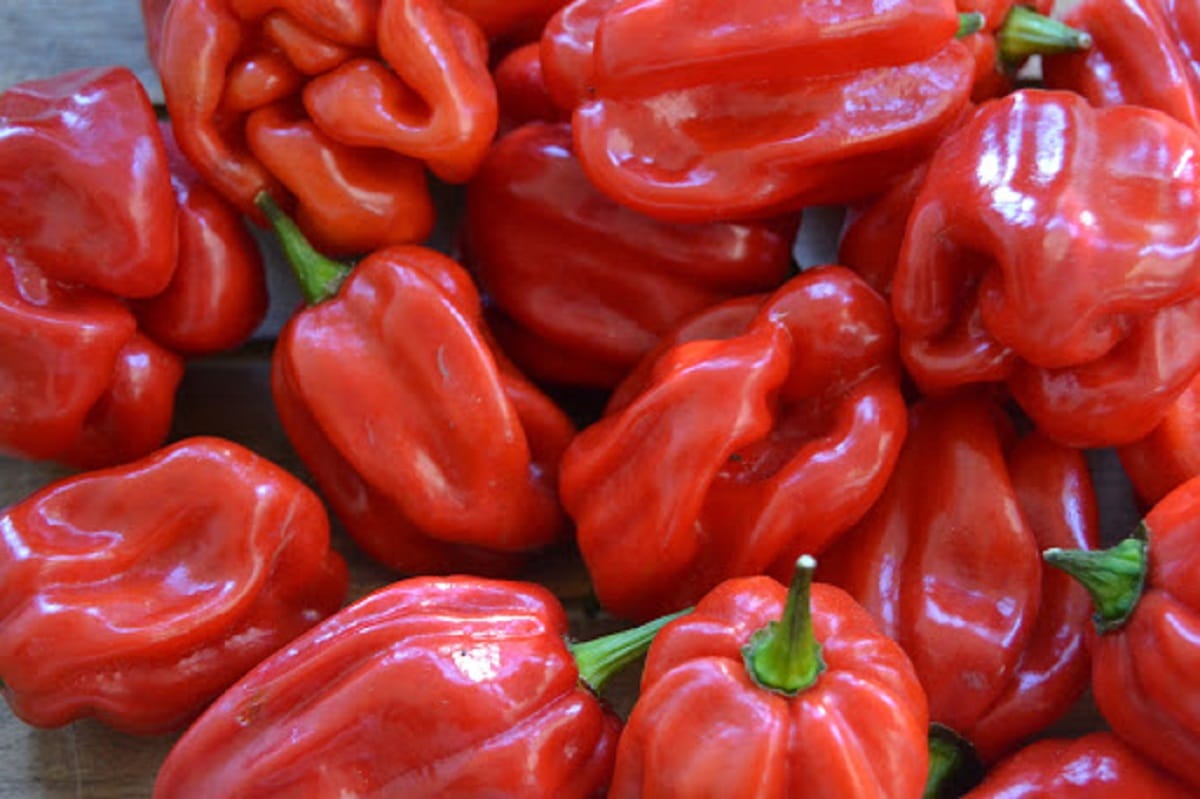rød habanero pepper