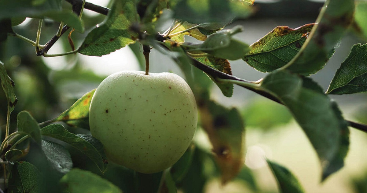 beskjæring av epletre