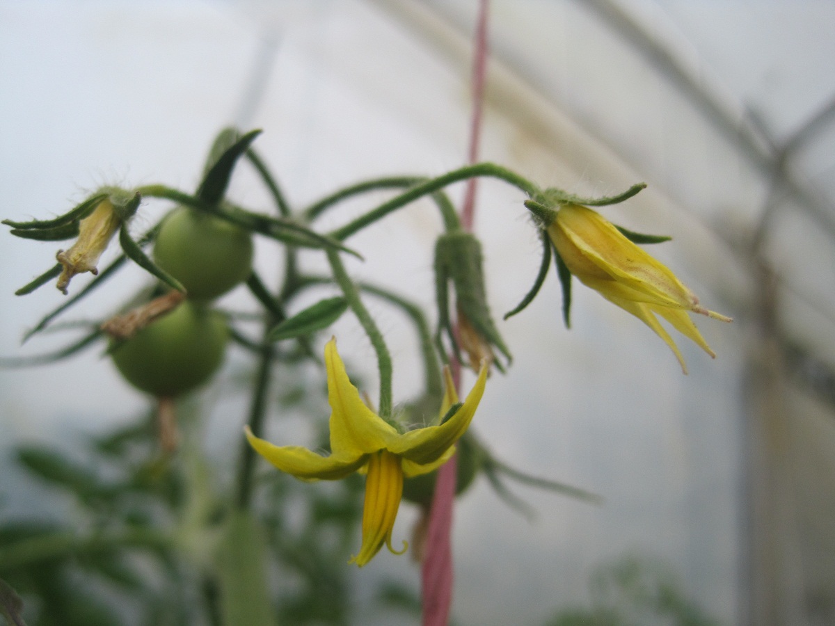 tomatplante som gir de første blomstene av Solanum lycopersicum