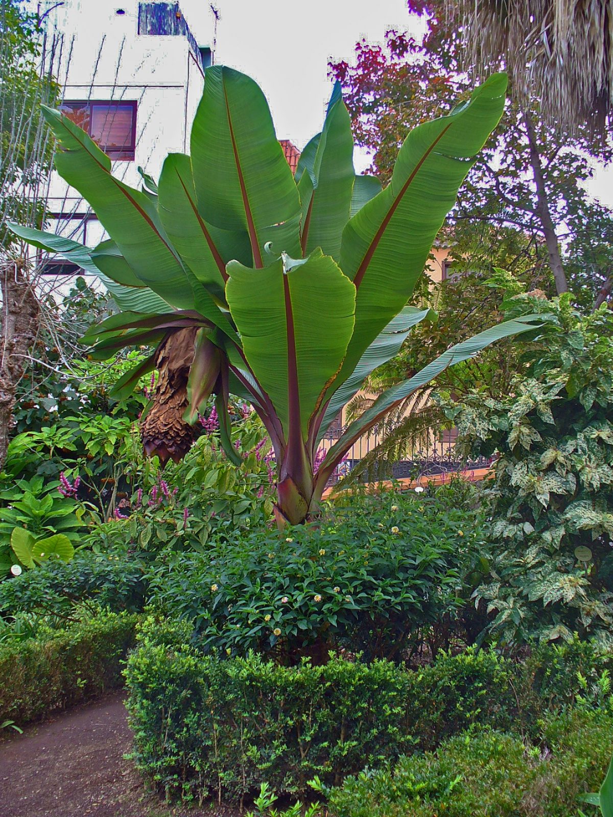 Ensete ventricosum en jardín tropical