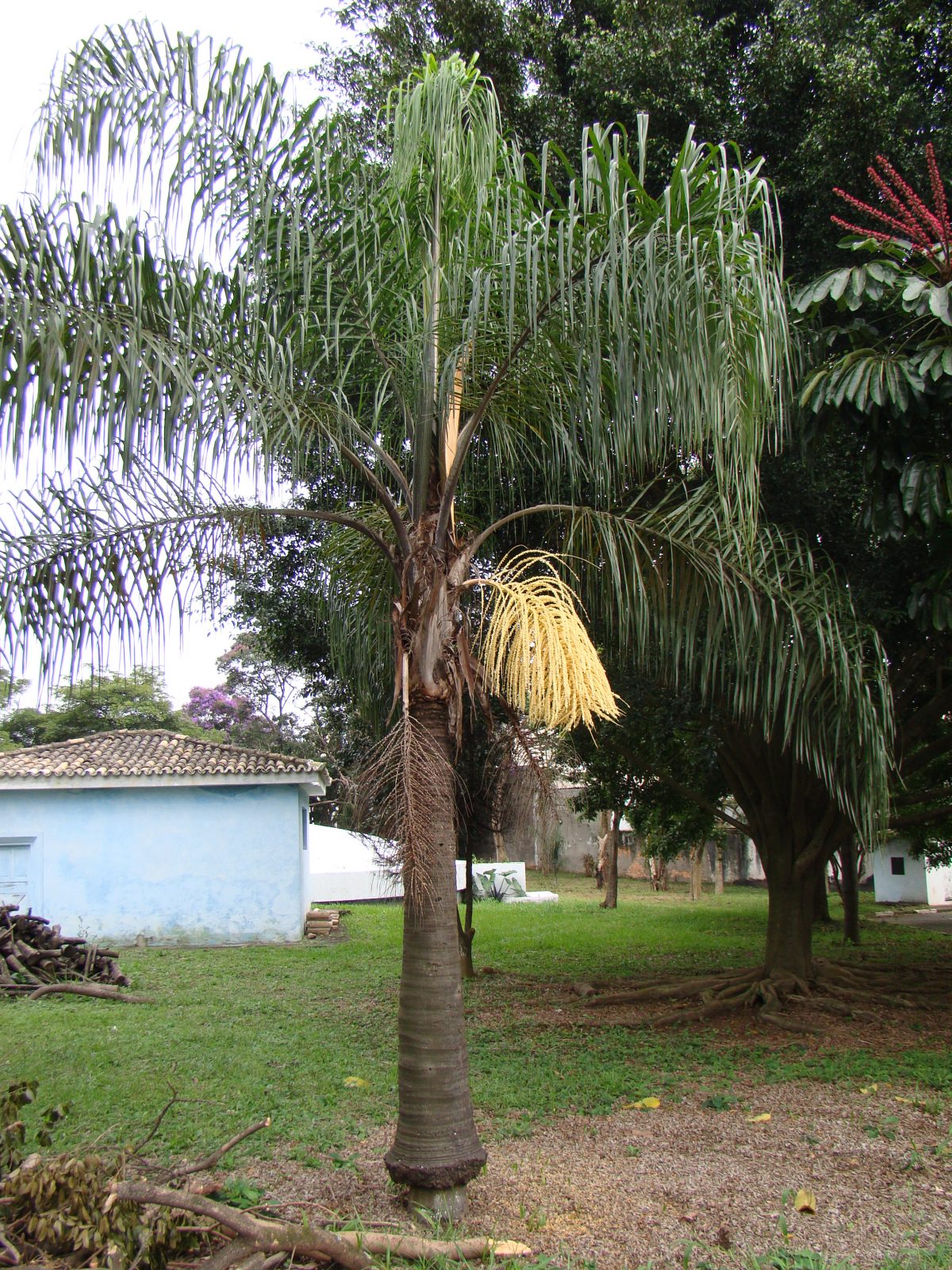 Syagrus romanzoffiana, una palmera muy común