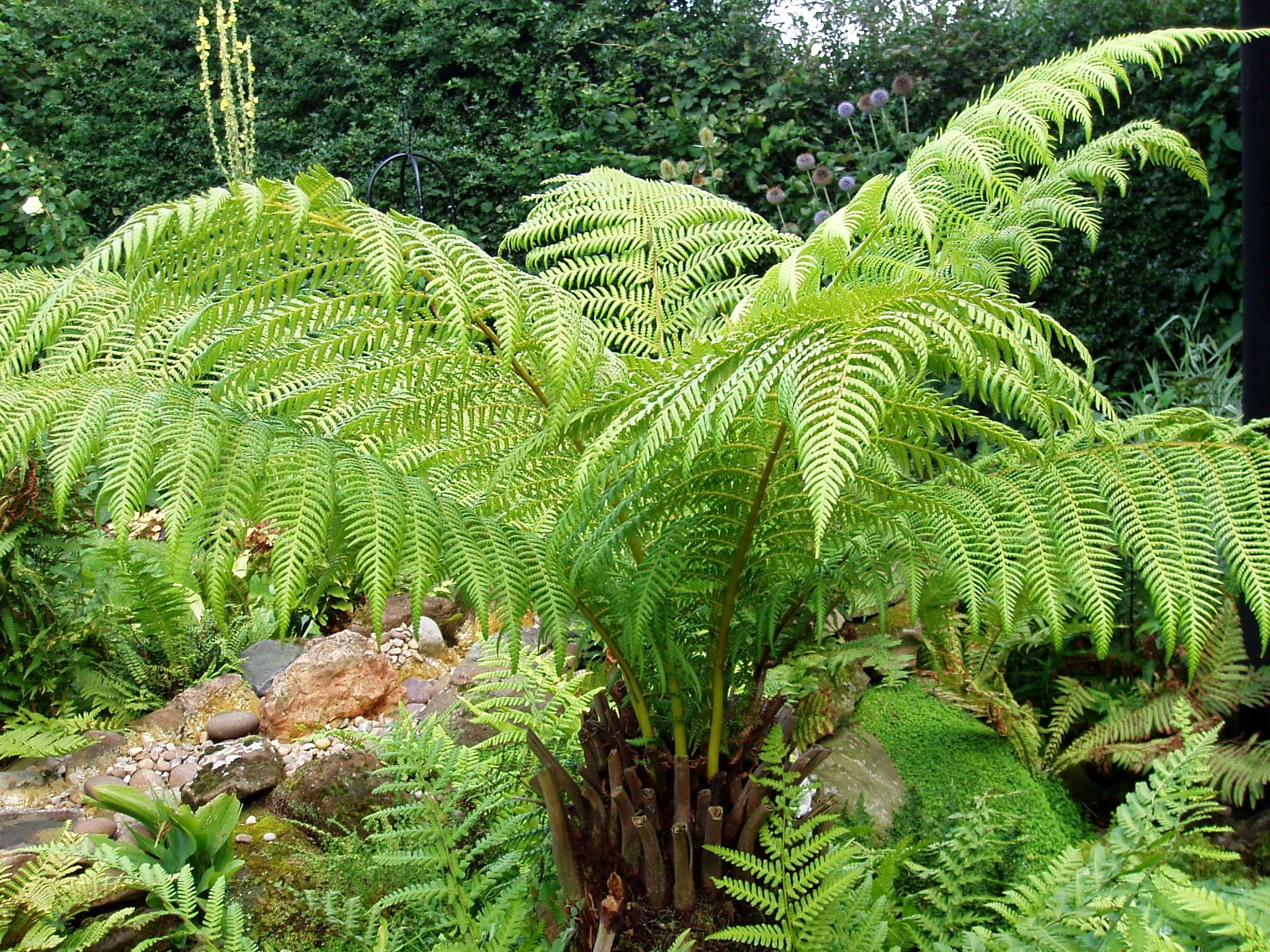 Dicksonia antarctica, una planta que verás en cualquier jardín tropical de Reino Unido