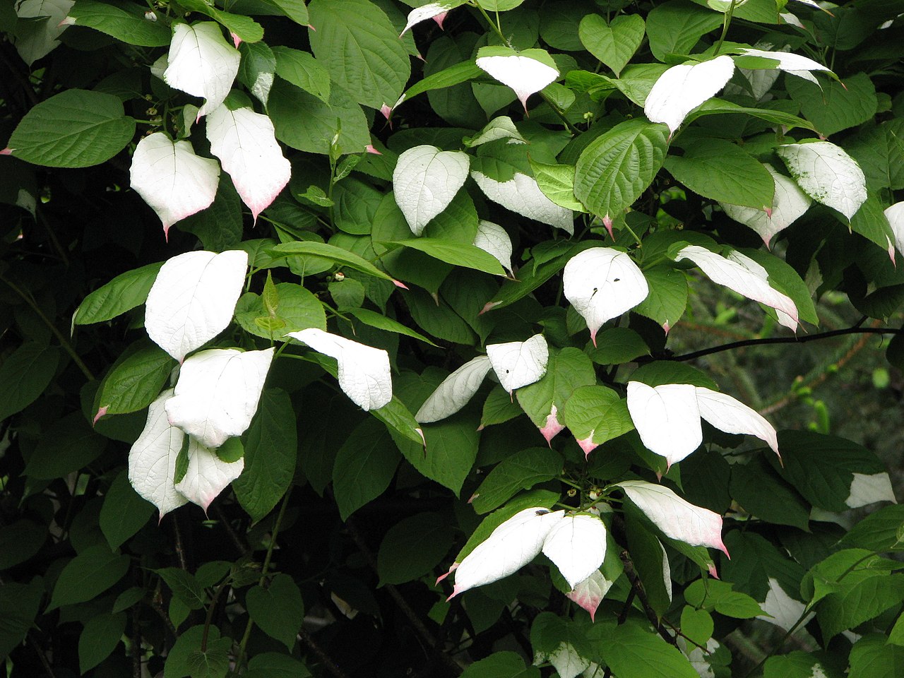 Actinidia kolomikta er en dekorativ og spiselig plante