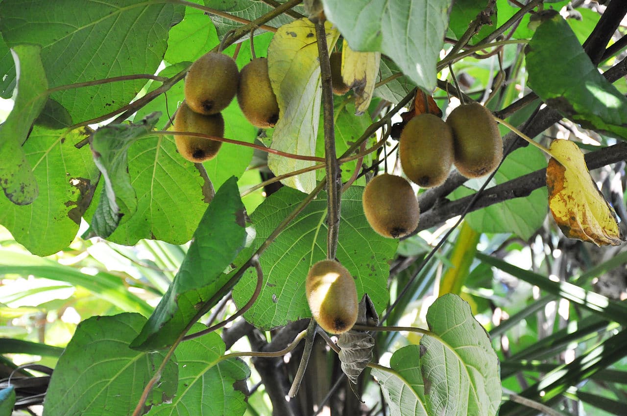 Actinidia deliciosa er en klatrer som produserer spiselige frukter