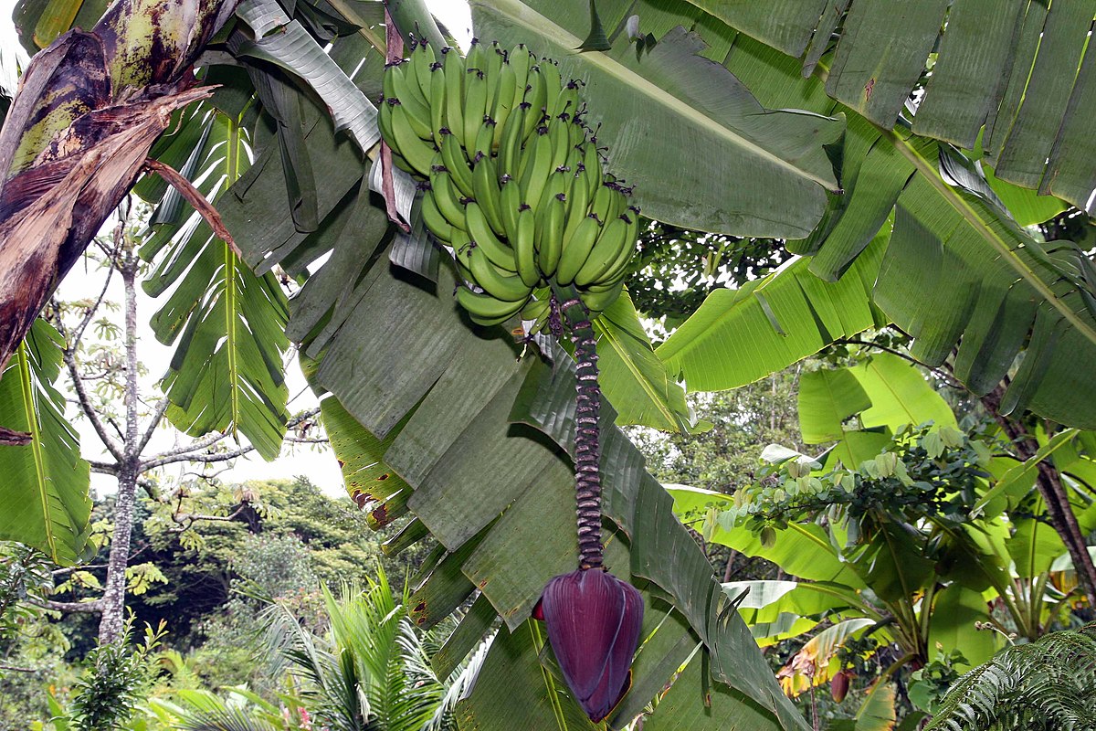Bananer i Musa acuminata