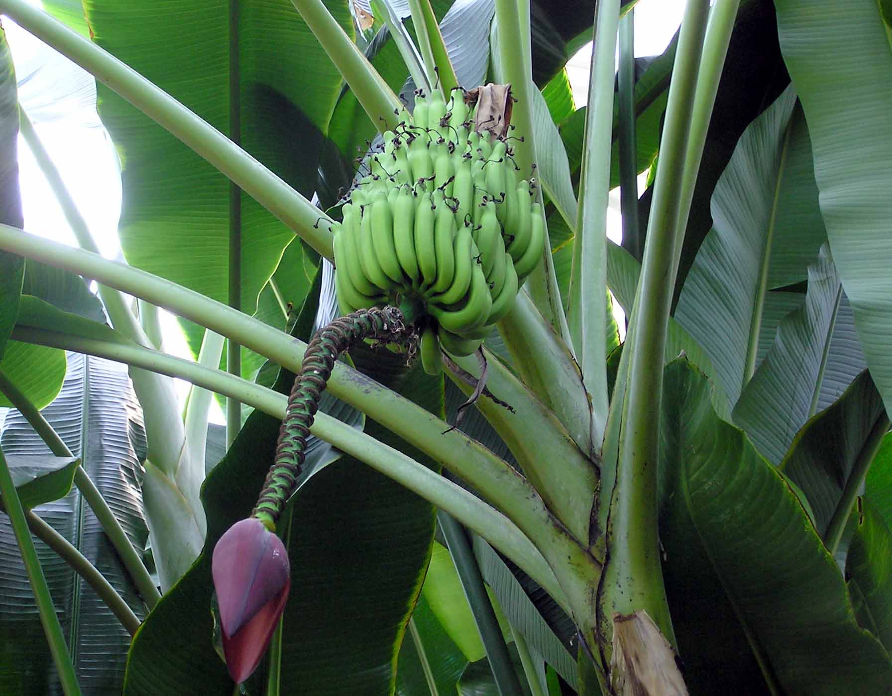 Musa balbisiana bananer