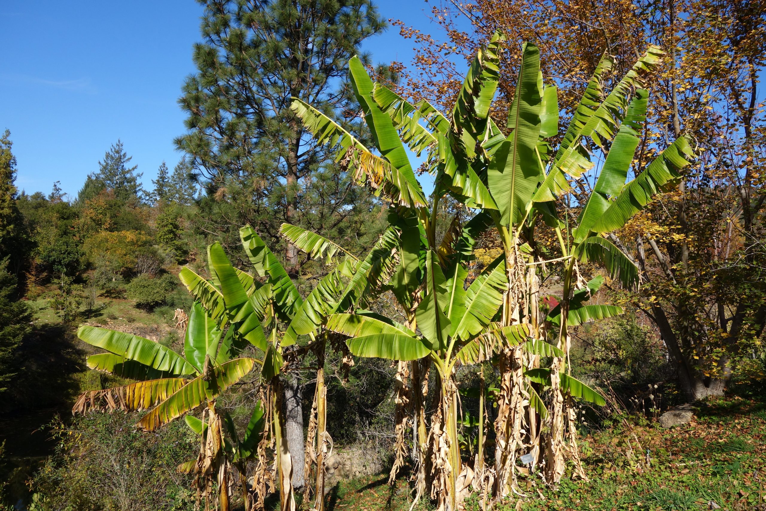 Gruppe av Musa sikkimensis, en av de mest dyrkede resistente banantrærne.