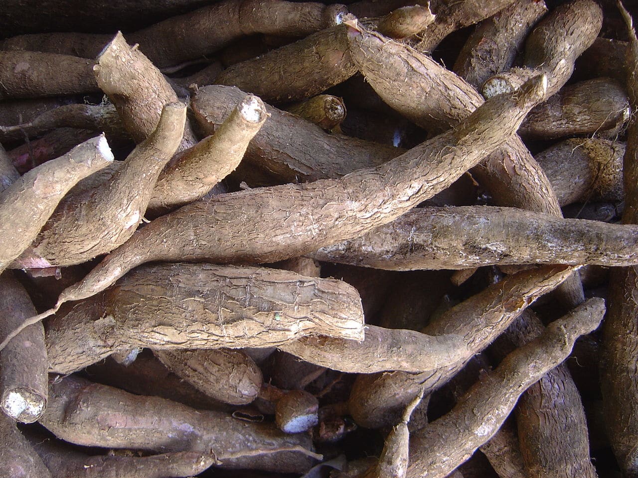 Cassava er en spiselig knoll