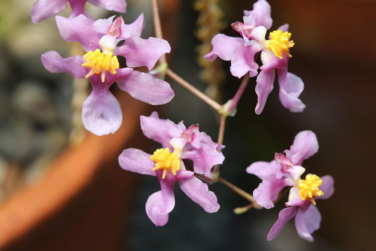 Oncidium produserer små blomster