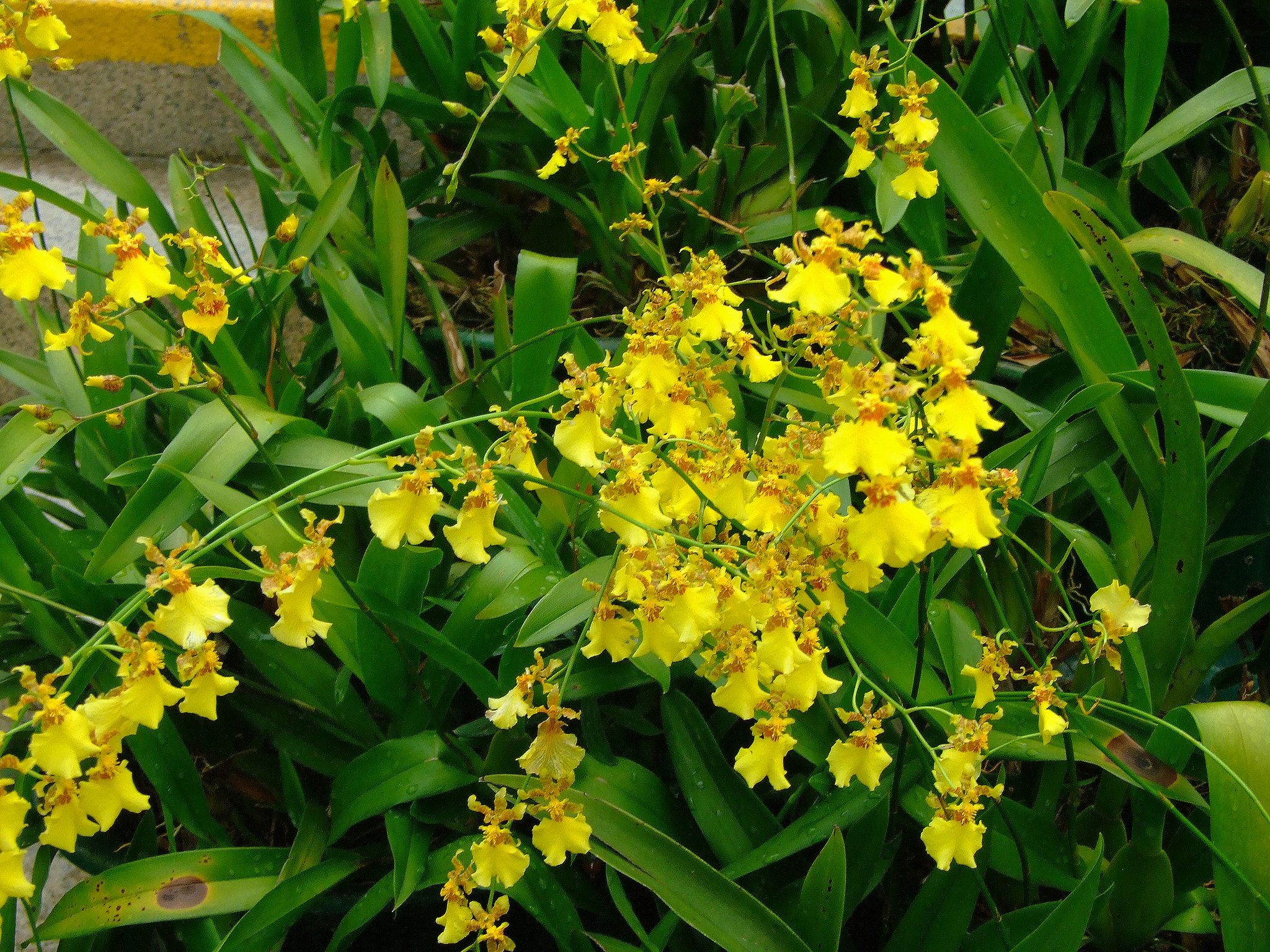 Oncidium flexuosum produserer gule blomster