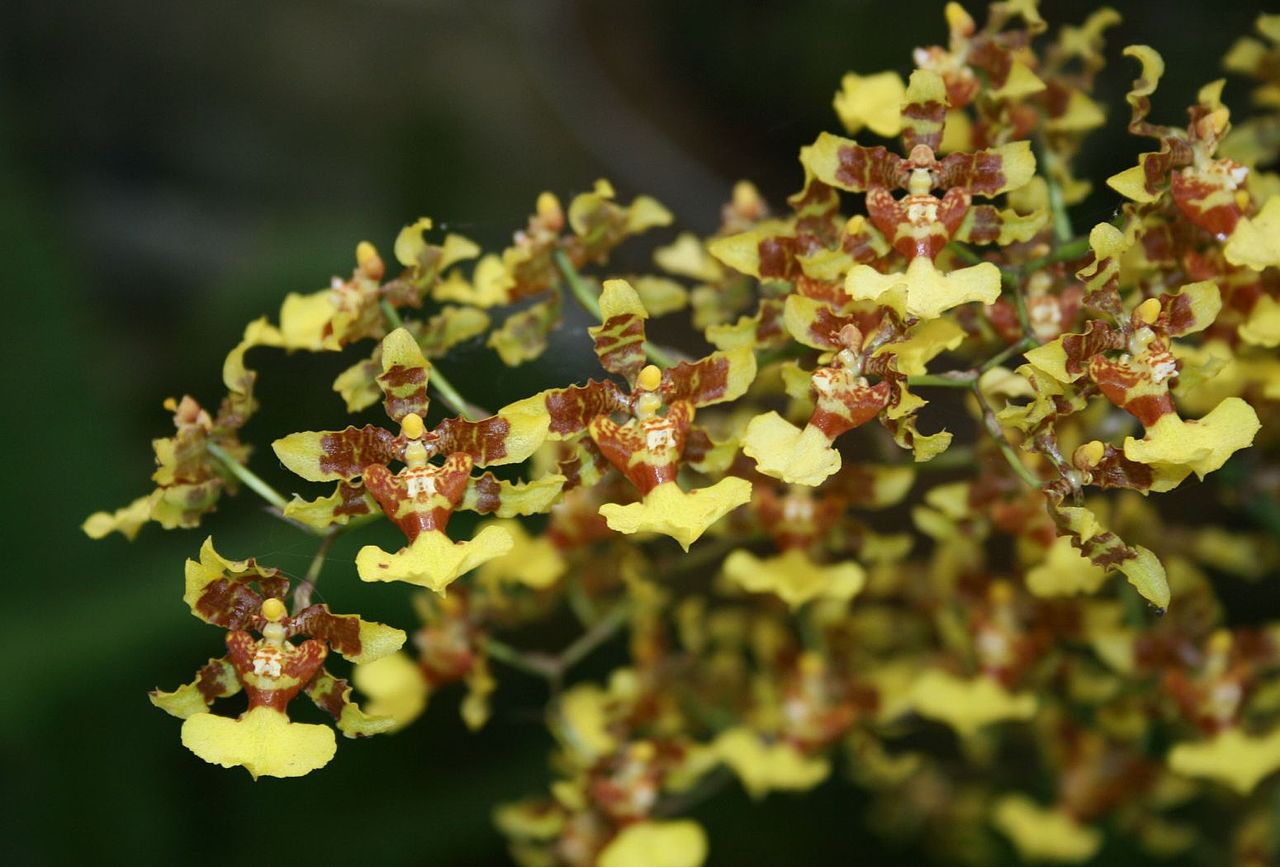 Oncidium orkideer er tropiske