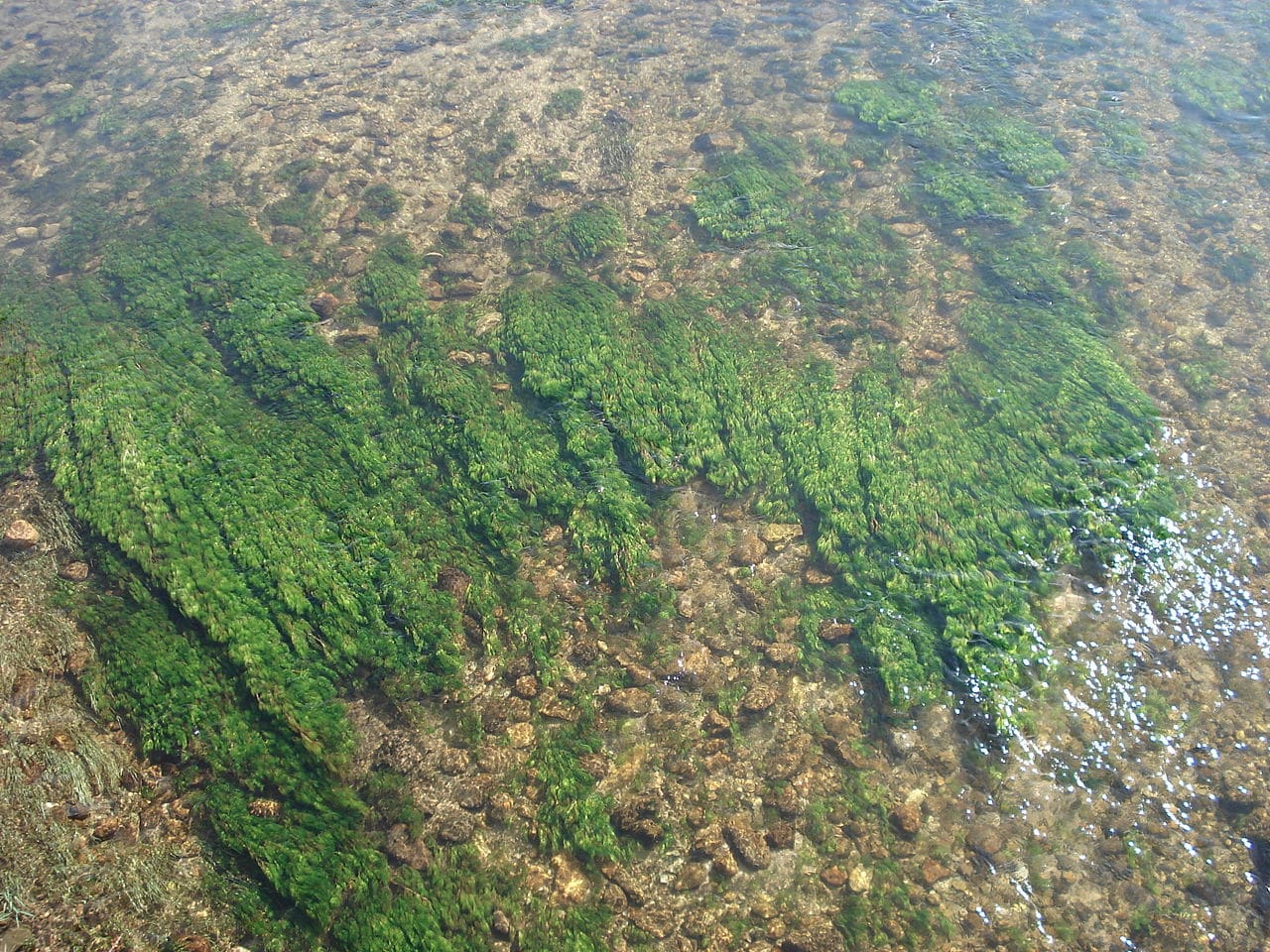 Det er mange typer alger, og mange lever i ferskvann
