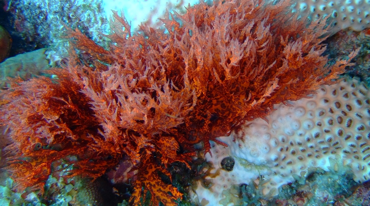 Røde alger er veldig karakteristiske