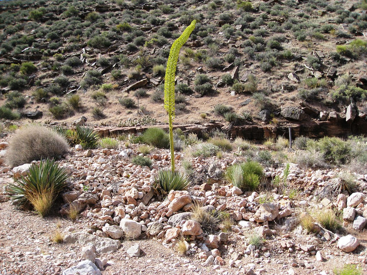 Den halvtørre ørkenen har sukkulenter som agaves og kaktus