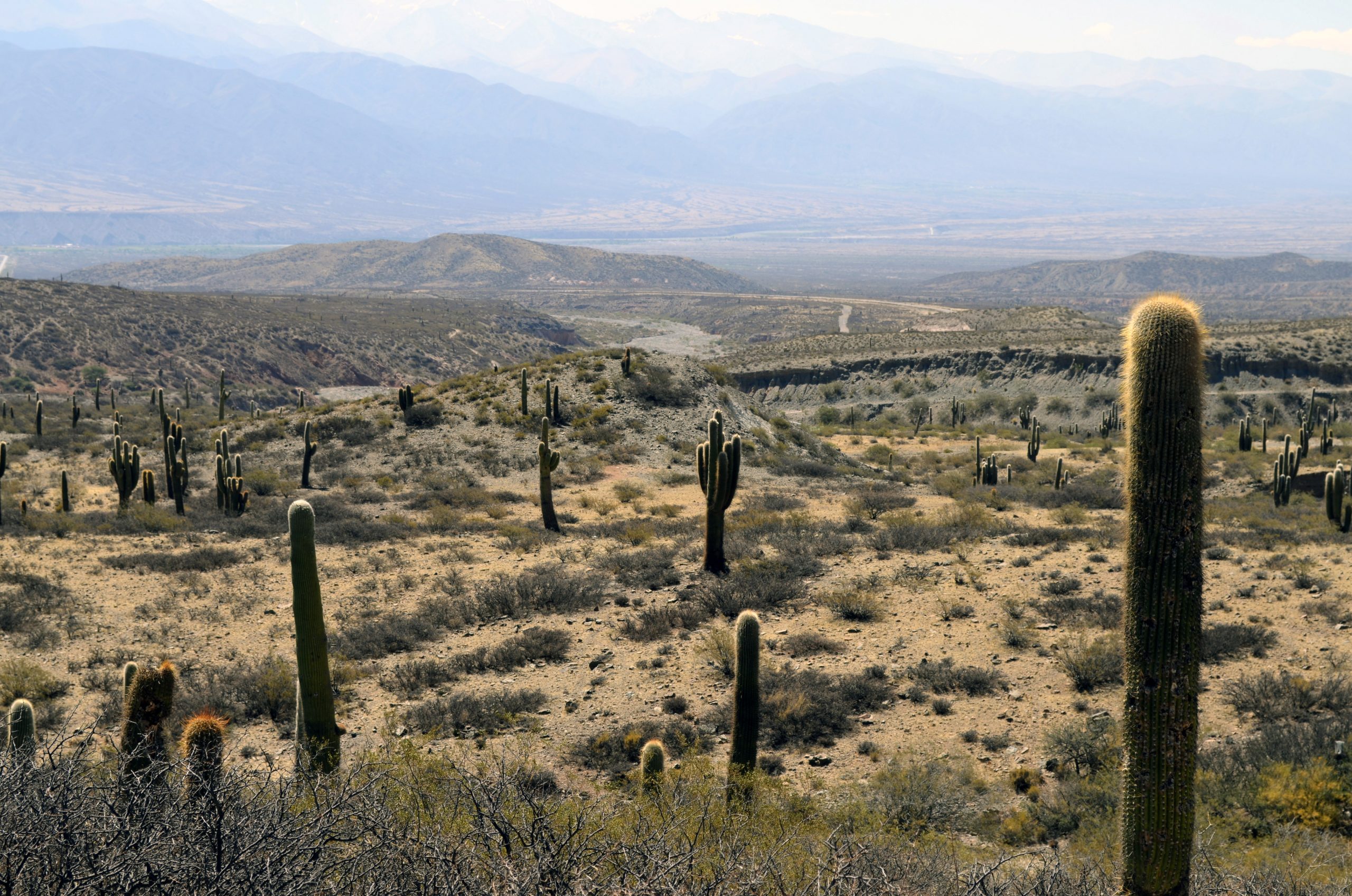 Kaktus lever i tørre regioner
