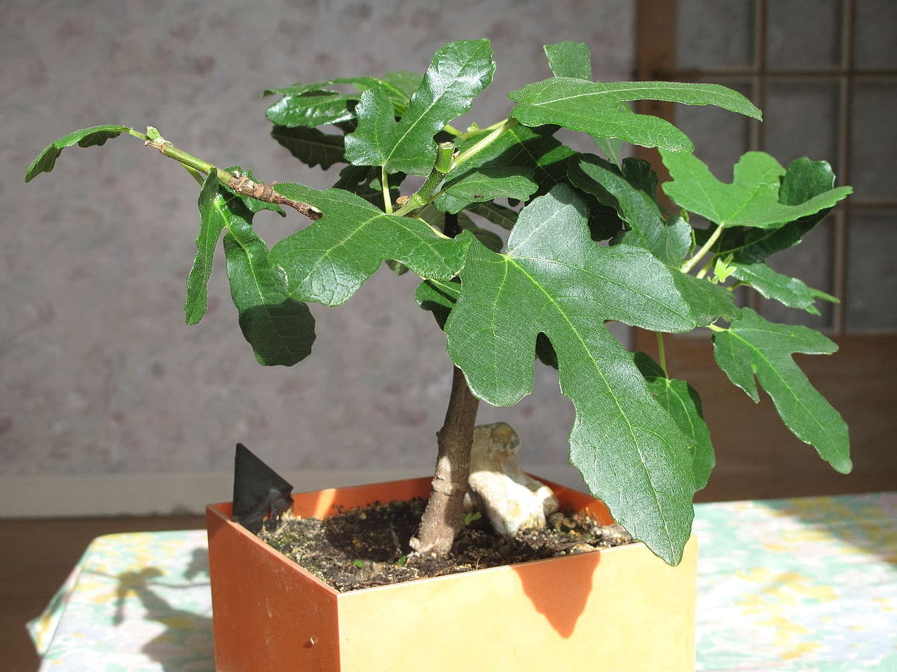 Fikenbonsai er en plante som vil ha sol