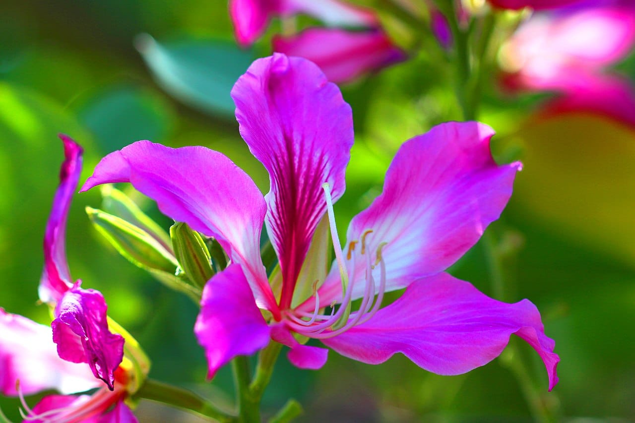 Bauhinia purpurea er et tre som produserer lilla blomster